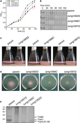 Identifying Components of a Halobacterium salinarum N-Glycosylation Pathway